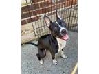 Adopt Wapiti a White American Pit Bull Terrier / Mixed Breed (Medium) / Mixed