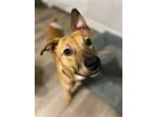 Adopt Mac a Brown/Chocolate - with Tan Canaan Dog / Labrador Retriever / Mixed