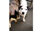 Adopt Domino a White - with Black Feist / Mixed dog in Jena, LA (41004019)