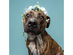 Adopt KIMBER a Brindle Mixed Breed (Small) / Mixed Breed (Medium) / Mixed (short