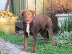 Adopt HERSHEY a Brown/Chocolate - with White Shepherd (Unknown Type) / Labrador