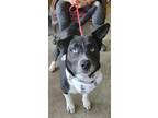 Adopt Boots a Black Husky / Border Collie / Mixed (short coat) dog in LaHarpe