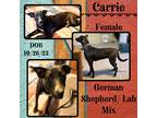 Adopt Carrie a White German Shepherd Dog / Labrador Retriever / Mixed dog in