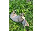 Adopt Lulu a Gray/Silver/Salt & Pepper - with White Pit Bull Terrier / Mixed dog