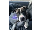 Adopt Opal a Brindle - with White Plott Hound / Mixed dog in Denver