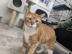 Adopt Leopold a Cream or Ivory Domestic Shorthair / Mixed Breed (Medium) / Mixed