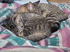 Adopt Phil (with Luke) a Brown Tabby Domestic Shorthair / Mixed Breed (Medium) /