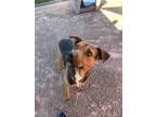 Adopt Hoot a Brown/Chocolate Mixed Breed (Small) / Mixed Breed (Medium) / Mixed