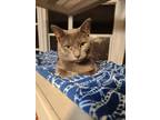 Adopt Rudy a Gray or Blue Russian Blue (short coat) cat in New Port Richey