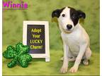 Adopt Winnie K85 1-29-24 a Black Labrador Retriever / Mixed Breed (Medium) /