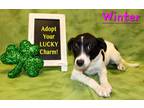 Adopt Winter K94 1-29-24 a White Labrador Retriever / Mixed Breed (Medium) /