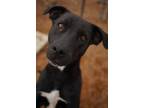 Adopt Penny a Black Labrador Retriever / Mixed Breed (Large) / Mixed dog in