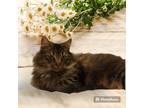 Adopt Bunny a Brown Tabby Domestic Longhair / Mixed Breed (Medium) / Mixed