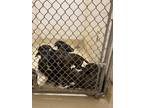 Adopt Noel K67 11-27-23 a Brindle Golden Retriever / Mixed Breed (Medium) /