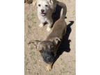 Adopt Kit Kat a Brown/Chocolate Mixed Breed (Medium) / Mixed Breed (Medium) /