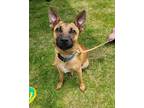 Adopt Dajon a Brown/Chocolate - with Black Belgian Malinois / Boxer / Mixed dog