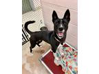 Adopt ESTREYA a Black Akita / Mixed Breed (Medium) / Mixed (short coat) dog in