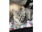 Adopt Spooky a Brown Tabby Domestic Shorthair (short coat) cat in mishawaka