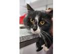 Adopt Evander a Black & White or Tuxedo Domestic Longhair (long coat) cat in