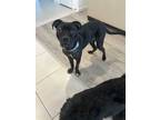 Adopt Monkey a Black Shar Pei / Mixed dog in Henderson, NV (41002889)