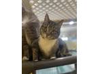 Adopt Wall-E a Brown Tabby Domestic Shorthair / Mixed Breed (Medium) / Mixed