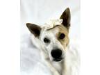 Adopt Fettuccine a White Australian Cattle Dog / Mixed Breed (Medium) / Mixed