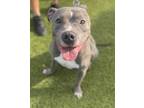 Adopt SPOOKY a Black Mixed Breed (Small) / Mixed Breed (Medium) / Mixed (short
