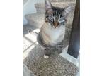 Adopt KOKO a Gray, Blue or Silver Tabby American Shorthair / Mixed (short coat)