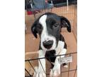 Adopt Gaga a White - with Black Beagle dog in Dawson, GA (40997462)