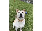 Adopt Kiba a Mixed Breed (Medium) / Mixed dog in Houghton, MI (40994354)