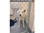 Adopt Oogie Frosty a White Husky / Mixed Breed (Medium) / Mixed (short coat) dog