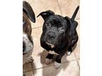 Adopt Robbie a Black - with White Labrador Retriever / Mixed dog in Glenwood