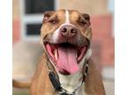 Adopt Onyx a Brown/Chocolate American Pit Bull Terrier / Mixed Breed (Medium) /