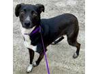 Adopt Stefon a Brindle - with White Feist / Terrier (Unknown Type