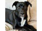 Adopt Jam a Black - with White German Shepherd Dog / Pit Bull Terrier / Mixed