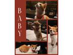 Adopt Baby a Orange or Red (Mostly) Domestic Shorthair (short coat) cat in