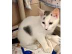 Humbug Domestic Shorthair Kitten Male
