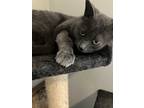 Adopt Rollie Pollie a Gray or Blue American Shorthair (short coat) cat in Mount