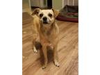 Adopt Isis a White Terrier (Unknown Type, Small) dog in Warner Robins