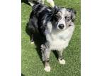 Adopt Rafey a Merle Australian Shepherd / Mixed dog in Long Island