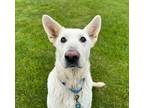 Cloud German Shepherd Dog Adult Female