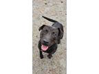 Adopt Shadow a Black Mixed Breed (Small) / Mixed Breed (Medium) / Mixed (short