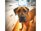 Adopt Nala a Red/Golden/Orange/Chestnut Mastiff / Mixed dog in Ronkonkoma