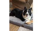 Adopt Nina a Black - with White Australian Shepherd / Mixed dog in Sarasota
