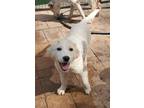 Adopt Lamb Chop a White Maremma Sheepdog / Australian Shepherd dog in Sarasota