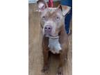 Adopt Reynold a Brown/Chocolate Mixed Breed (Small) / Mixed Breed (Medium) /