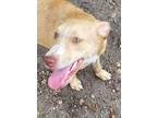 Adopt Abby a Tan/Yellow/Fawn Beagle / Mixed dog in Riverview, FL (35547970)