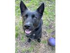 Adopt Roxie a Black German Shepherd Dog / Husky / Mixed dog in Winston-Salem