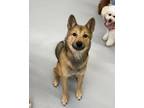 Adopt Baba a Tan/Yellow/Fawn - with Black Jindo / Mixed Breed (Medium) / Mixed