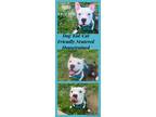 Adopt Milo a White - with Brown or Chocolate American Pit Bull Terrier / Mixed